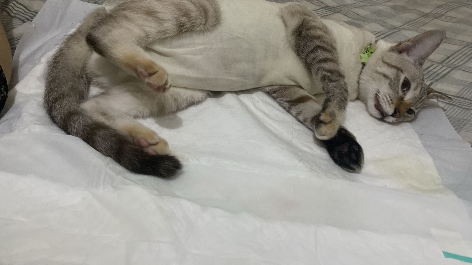 Miau